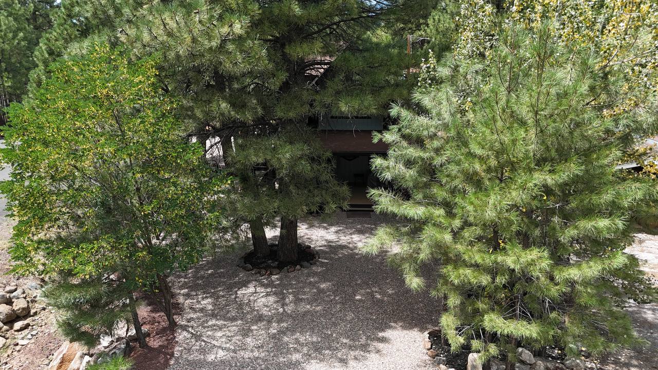 Cabin through the pines